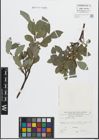 Foto von Salix glabra Scop.